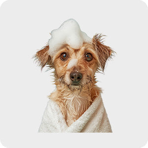 pet-store-dog-grooming-nz
