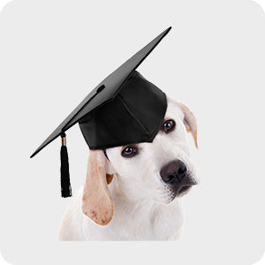 dog-training-equipment-nz