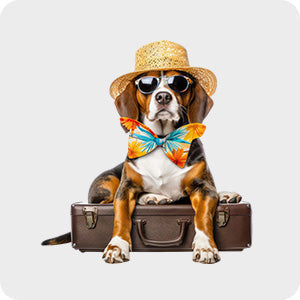 dog-travel-equipment-nz