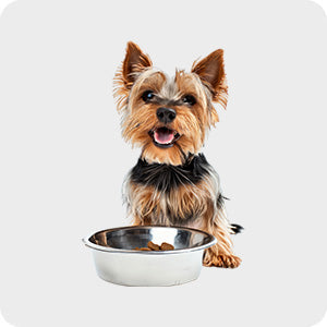pet-store-dog-treats-nz