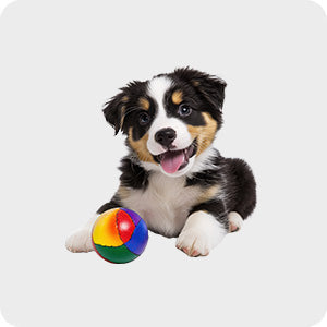 pet-store-dog-toys-nz