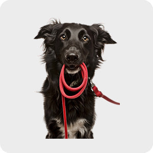 pet-store-dog-walking-equipment-nz