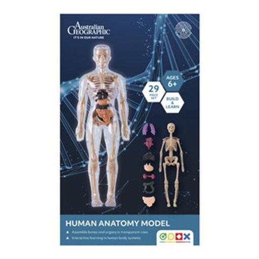 Electus Australian Geographic Human Anatomy Model GA0067_1