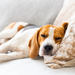 Himalayan Calming K9 Chew Dog Treat | BestM8 2