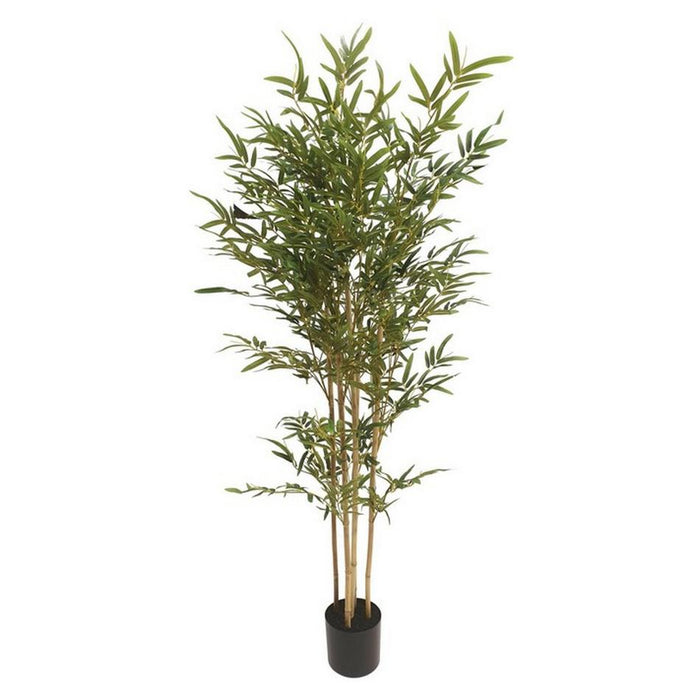 Rembrandt Bamboo Tree IV3008