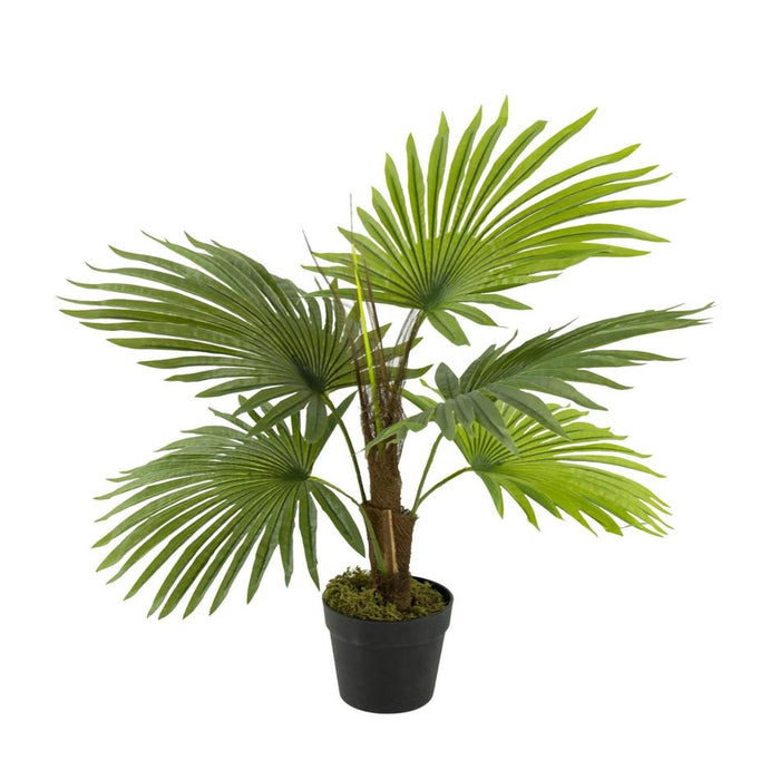 Rembrandt Fan Palm Tree SE2588