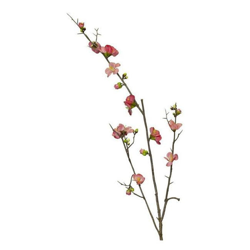 Rembrandt Cherry Blossom / Pink PG1014-Folders