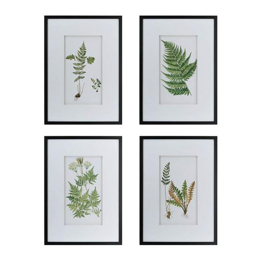 Rembrandt Collection of Plant Fern Wall Art SE2318-Folders