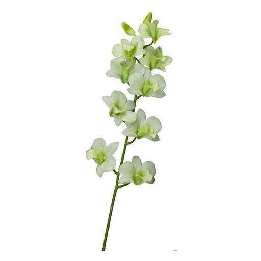 Rembrandt Dendrobium Spray  (Orchid) / Light Green PG1002-Folders
